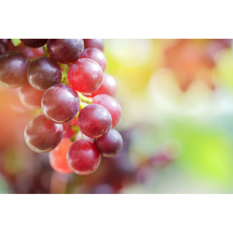 Raisins rouges dans le jardin. - Photographie sur toile tendue, H 8 po x l 12 po