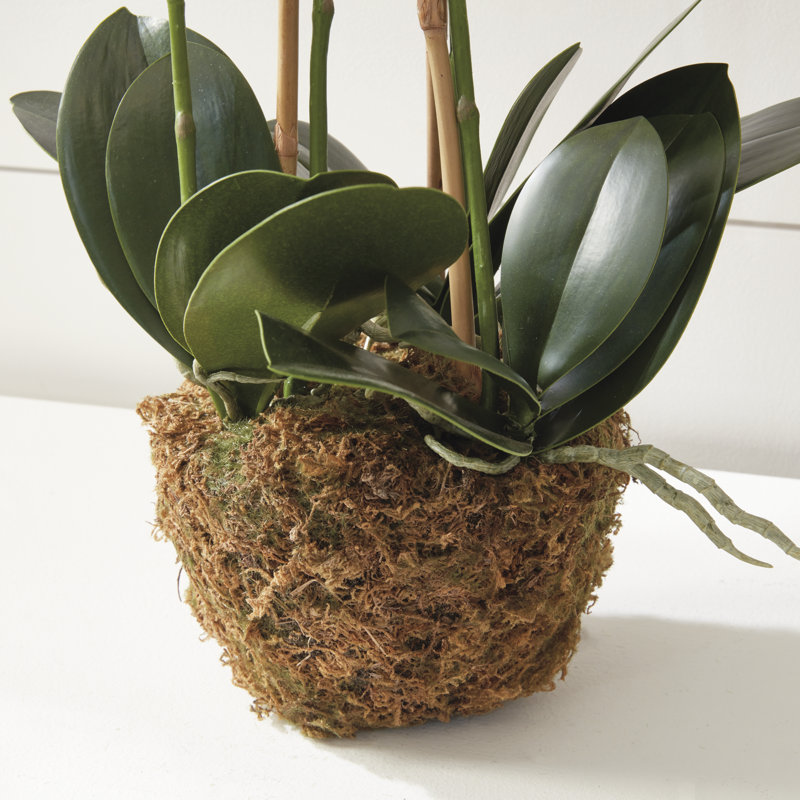 Conservatory Orchid Drop in Plant, 30" H x 5.5" W x 5.5" D