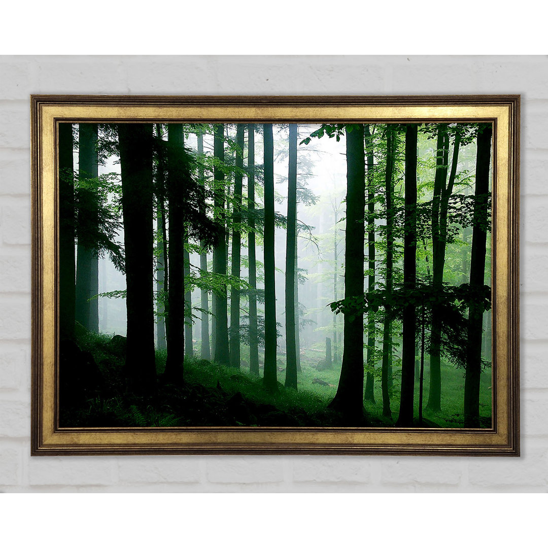 Emerald Forest Mist - Einzelner Bilderrahmen Kunstdrucke