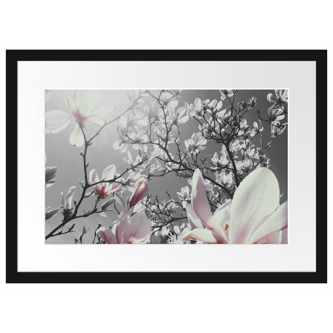 Gerahmtes Poster Schöne Magnolie Blüten