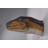 Theropod Dinosaur Head Life Size Statue