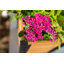 Boîte à fleurs en bois Mezza-55648292