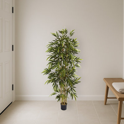 Bamboo Silk Tree