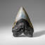 Genuine Megalodon Shark Tooth In Display Box (309 Grams)
