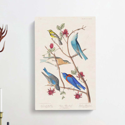Warbler Bird & Blue-Birds by John Audubon - Wrapped Canvas Painting