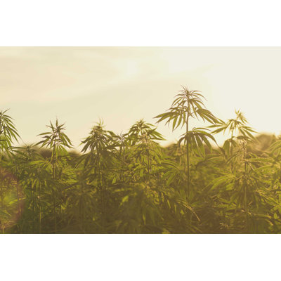 Hemp Industrial Plantation - Photographie sur toile tendue