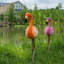 Flamant rose