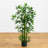 Bamboo Silk Plant Tree