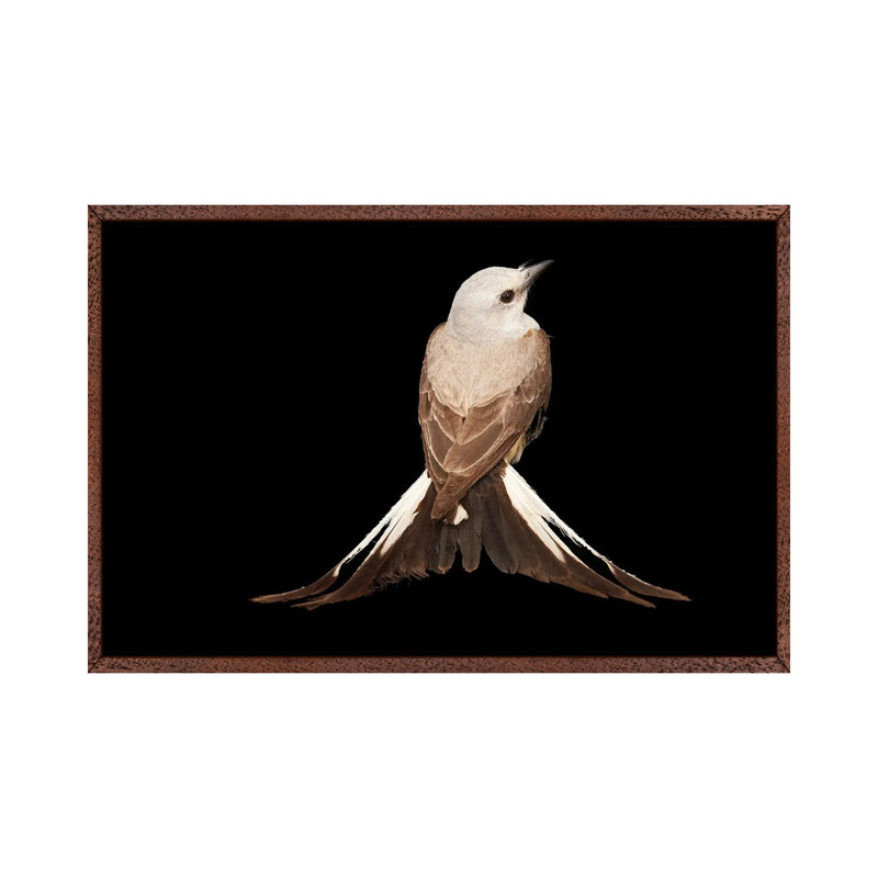 A Female Scissor-Tailed Flycatcher At The Wichita Mountains National Wildlife Refuge by Joel Sartore - Gallery-Wrapped Canvas Giclée on Canvas