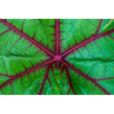 Okra, plante sur toile par Blackcatimaging, photographie
