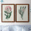 Protea N13 - Ensemble de 2 peintures sur toiles encadrées-2116893458-2116893550