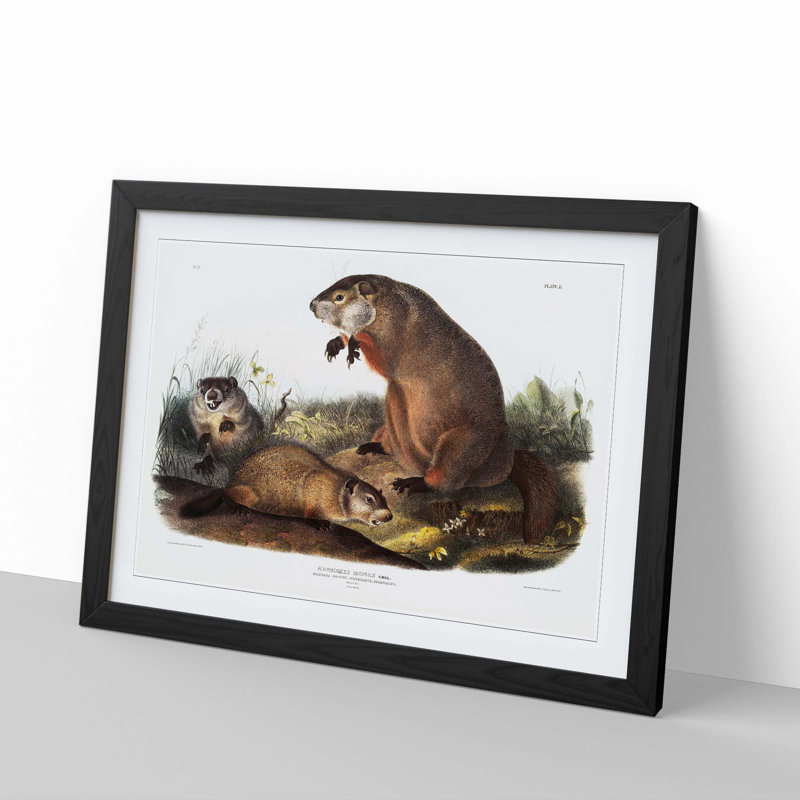 Woodchucks by J.W. Audubon - Picture Frame Painting Print, Black, 40cm H x 60cm W x 2cm D