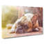 Fawn French Bulldog Dog - Wrapped Canvas Painting-56656697