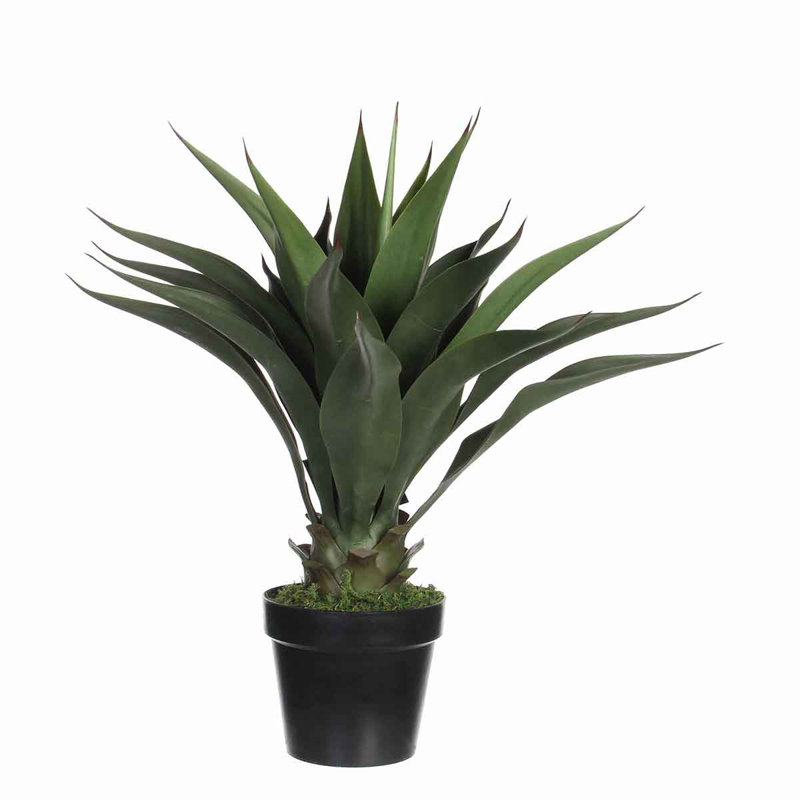 60cm Agave Plant in Pot
