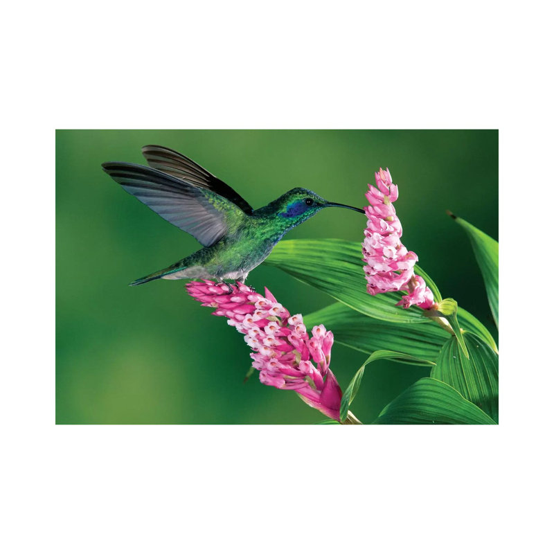 Ear Hummingbird Feeding At And Pollinating Epiphytic Orchid, Costa Rica by Michael & Patricia Fogden - Wrapped Canvas Gallery-Wrapped Canvas Giclée