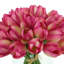 White Tulips Arranged in Glass Vase-1235766601