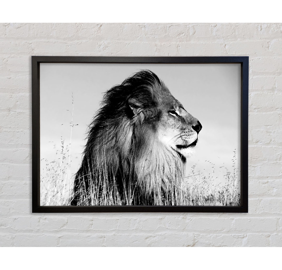 Lion On Watch Black N White - Einzelner Bilderrahmen Kunstdrucke auf Leinwand