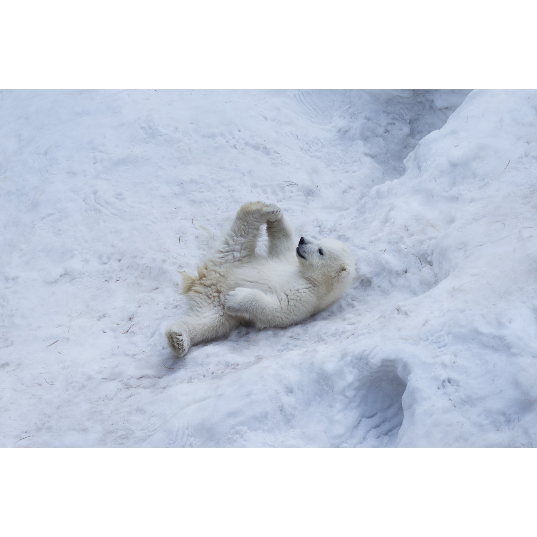 Leinwandbild Porträt eines Eisbärenjungen, der im Schnee Yoga übt