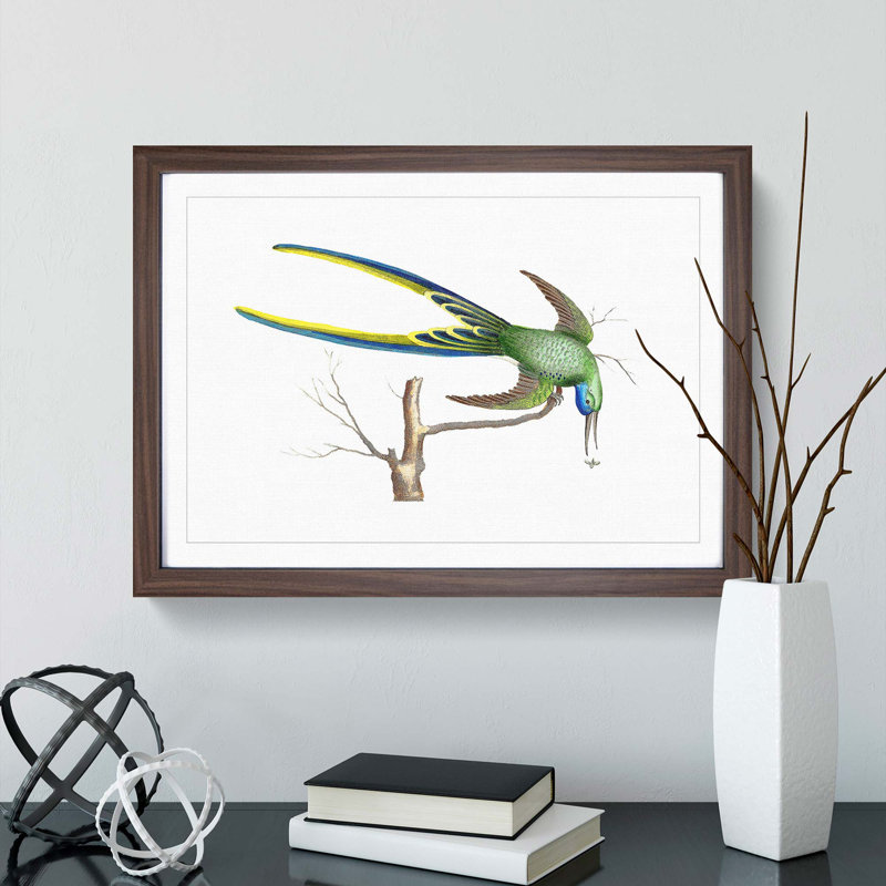 Fork-Tailed Hummingbird by George Shaw - Framed Print, 27cm H x 36cm W x 2cm D, Walnut Framed