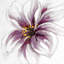 Orchidée mauve - reproduction encadrée mate pour décor de salle de bain-590652080-590652086