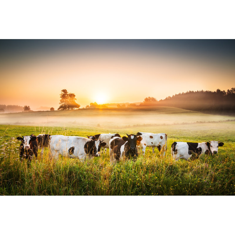 Cows And Sunset - Foggy Rolling Landscape by Konradlew - No Frame Print on Canvas, 30cm H x 46cm W