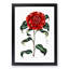 Crimson Camellia Flower - Framed Print-55490528-55490531