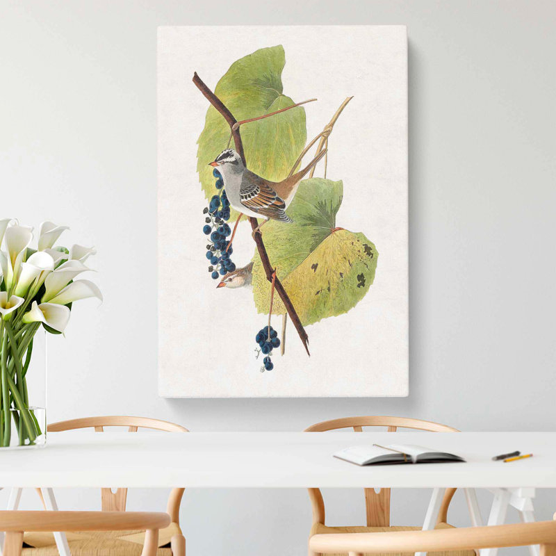 White Crowned Sparrow by John Audubon - Wrapped Canvas Painting, 76cm H x 50cm W x 3cm D