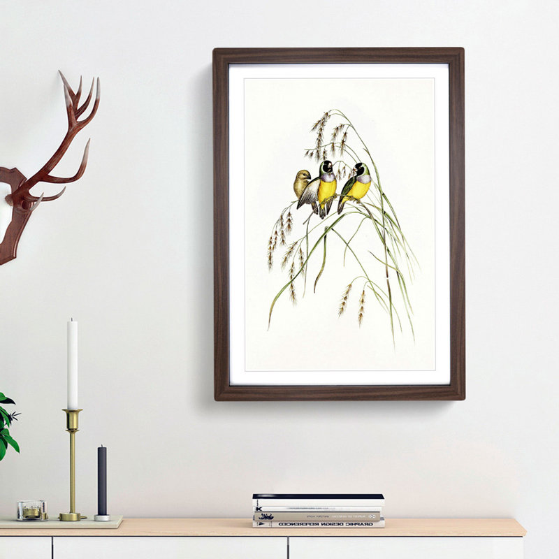 Gouldian Finch by Elizabeth Gould - Picture Frame Art Print, 36cm H x 27cm W x 2cm D, Walnut Framed