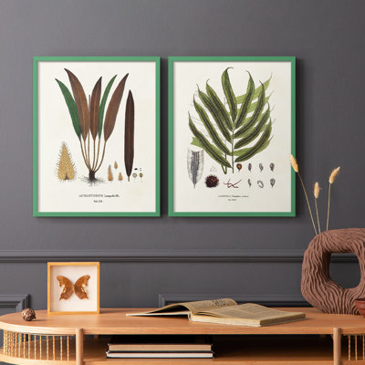«Botanical Society Ferns I», reproduction encadrée de qualité supérieure - prête à être accrochée - aucun clou requis - aucun clou requis
