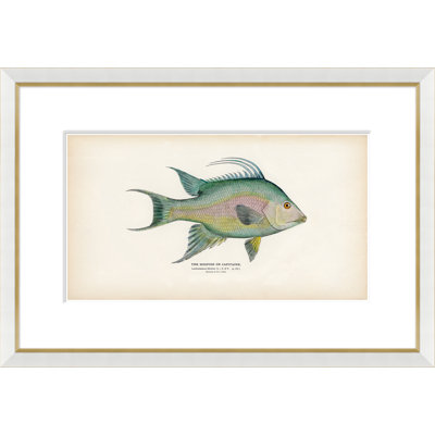 Tropical Fish - Framed Print
