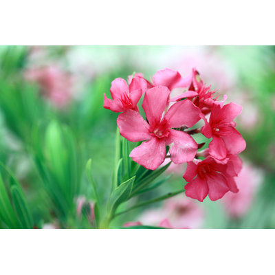 «Pink Oleander Flower Closover» par Cybermama - photographie sur toile tendue