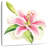 Harnek Single Pink Lily-109214335