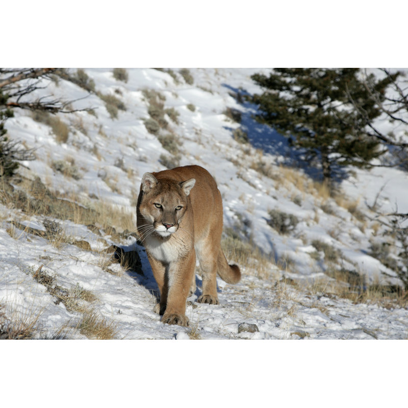 Parksdale Mountain Lion by Through-my-lens - Wrapped Canvas Print, 51cm H x 76cm W x 3.8cm D