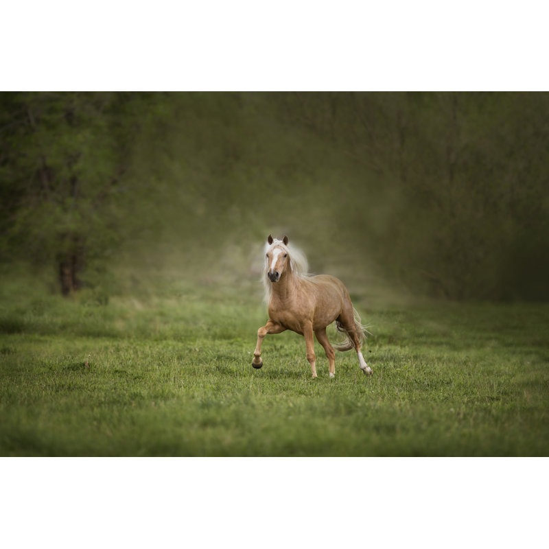 Cheval dans le champ II, H 32 po x l 48 po x P 1,25 po