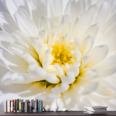 Gros plan sur une marguerite Gerbera