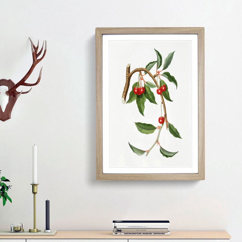 Sour Cherries by Giorgio Gallesio - Picture Frame Painting Print, Oak Framed, 48cm H x 36cm W x 2cm D