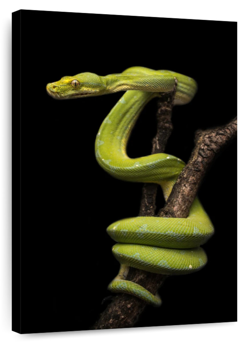 Ebern Designs Brampt Python Wrapped Around A Branch | Wayfair
