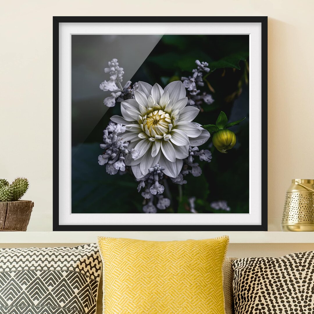 Gerahmtes Poster White Dahlia