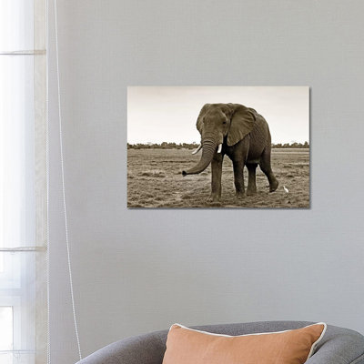 Curious Elephant by Klaus Tiedge - Wrapped Canvas Print