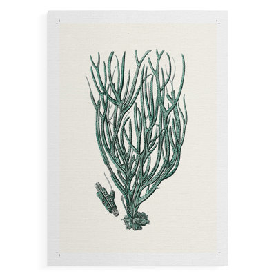 Corail antique antique - impression sur toile seulement - non encadrée