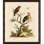 Edwards Naturalist Study II Painting