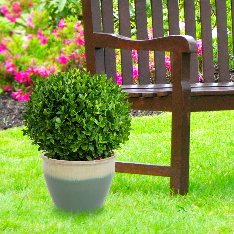 Pot de fleurs extérieur rond en céramique 14,75 po x 14,5 po x 11,25 po Alawa, Écume de mer