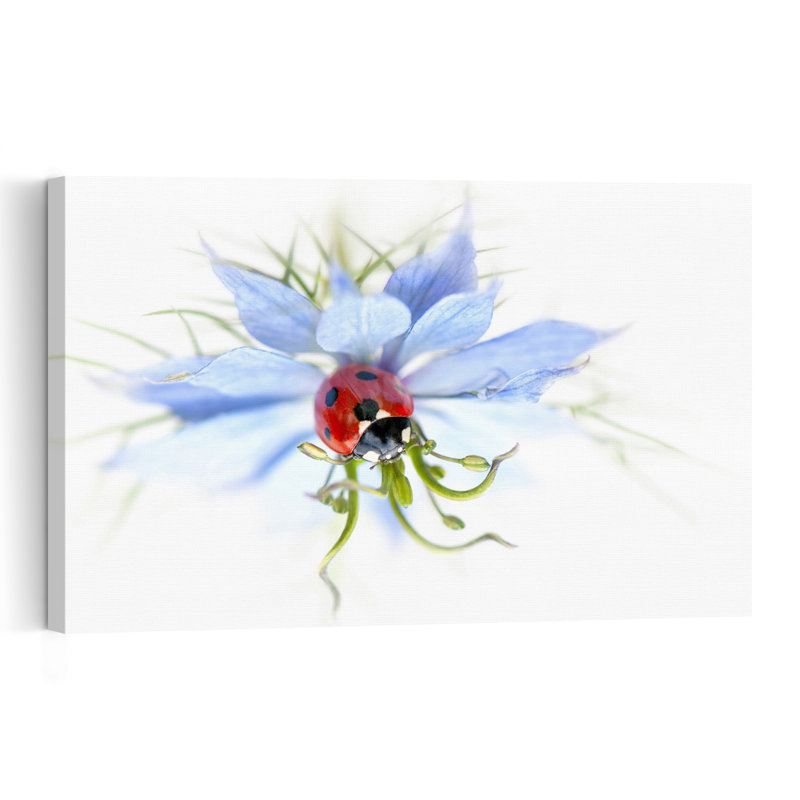 Serene Ladybug On Blue Flower Delicate Serene Vibrant Ladybug Flower Nature Wall Art Print by Jacky Parker - Print