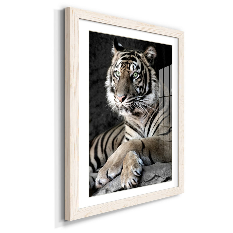 Tigre de Sumatra - reproduction de photo sur papier encadrée, H 37,5 po x l 27,5 po x P 1,5 po, Blanc
