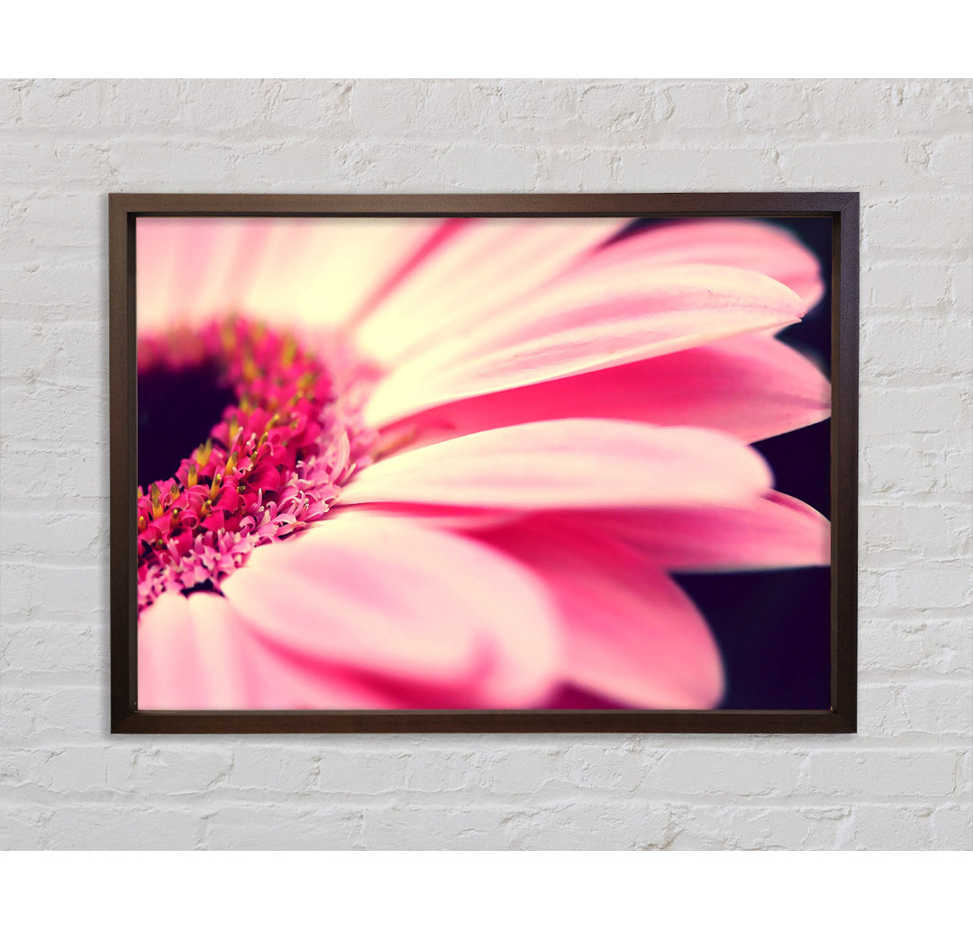 Gerbera Petal Close-Up - Einzelner Bilderrahmen Kunstdrucke auf Leinwand