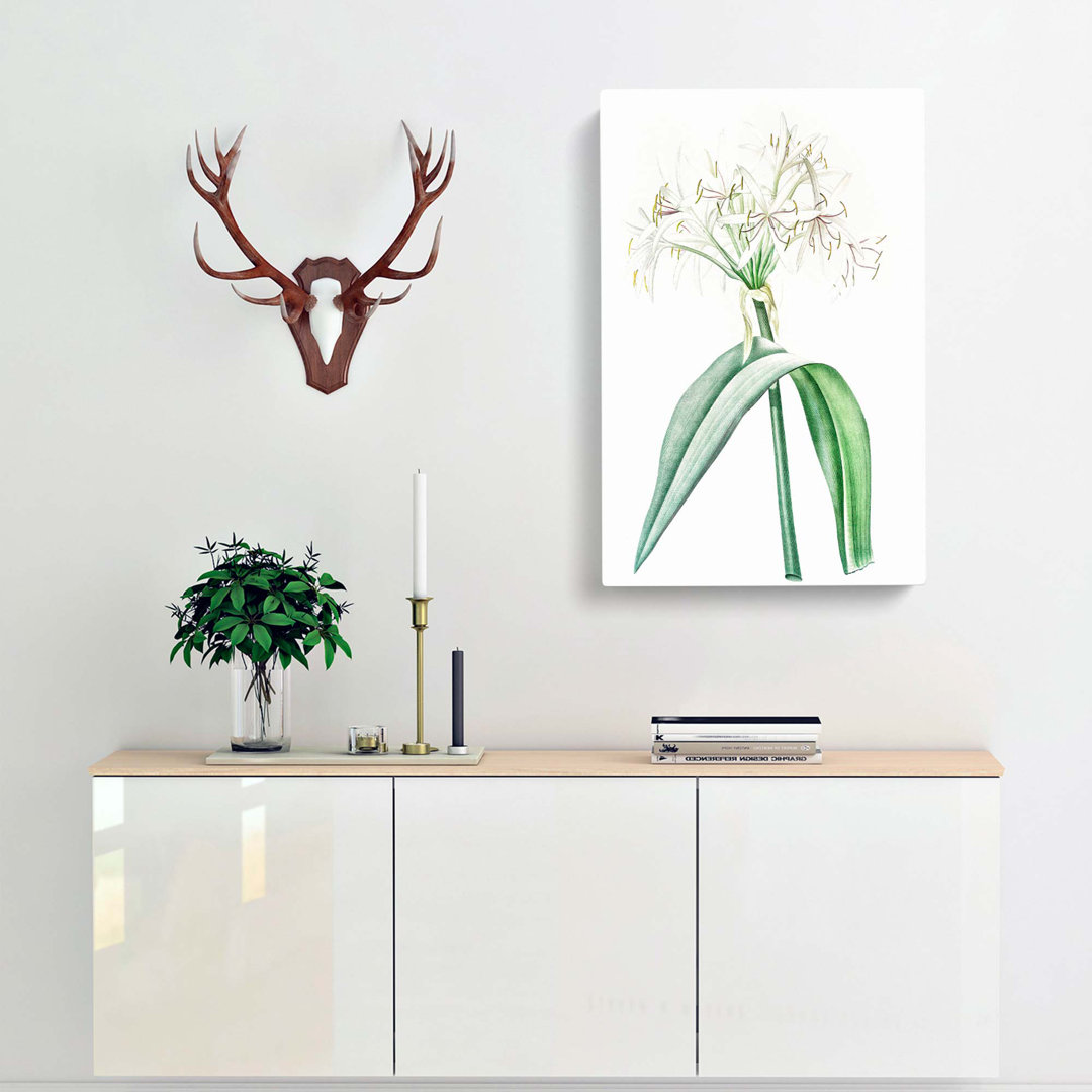 Florida Swamp Lily by Pierre-Joseph Redoute - Wrapped Canvas