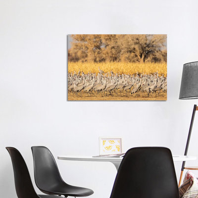 USA, New Mexico, Ladd S. Gordon Waterfowl Complex. Flock Of Sandhill Cranes. by Jaynes Gallery - Wrapped Canvas Gallery-Wrapped Canvas Giclée