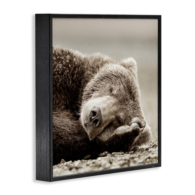 «Cozy Sleeping Bear», estampe numérique par Danita Delimont, H 12 po x l 12 po, Giclée encadrée noir minuit