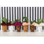 Pot à fleurs en céramique Jaziyah Celfie-1586627382