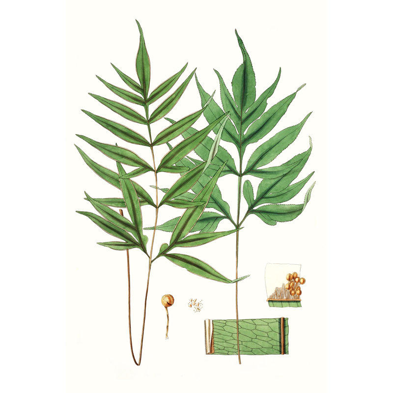 Fern Foliage IV by Vision Studio - Painting, Wrapped Canvas, 46cm H x 30cm W